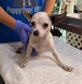 Poppyseed (NOT YET AVAILABLE) -  Chihuahua Dog for Adoption in Benton, Louisiana - Poppyseed (NOT YET AVAILABLE) | PetCurious