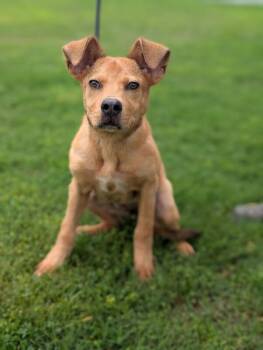 Lucy -  Golden Retriever and Labrador Retriever Dog Available for Adoption in Aiken, South Carolina - Lucy | PetCurious
