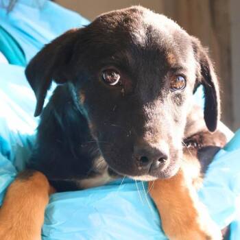 Rescue Rottweiler Dogs for Adoption in San Antonio, Texas - Sage | PetCurious