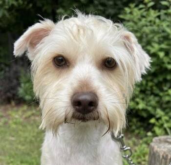 Terrier Dogs Available for Adoption in Cumming, Georgia - Dimetri | PetCurious