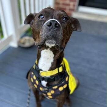 Monae -  Boxer and American Staffordshire Terrier Dog for Adoption in Bowie, Maryland - Monae | PetCurious