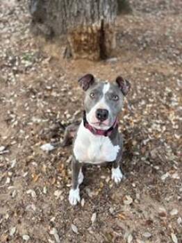 Pit Bull Terrier Dogs Available for Adoption - Stormy | PetCurious