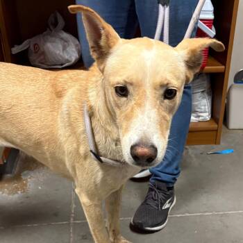 Chevla -  Shepherd and Mixed Breed Dog for Adoption in Yuma, Arizona - Chevla | PetCurious