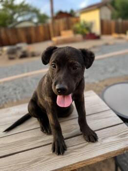 Finch -  Shepherd Dog for Adoption in Carson City, Nevada - Finch | PetCurious