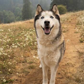Riku -  Husky Dog for Adoption in Portland, Oregon - Riku | PetCurious