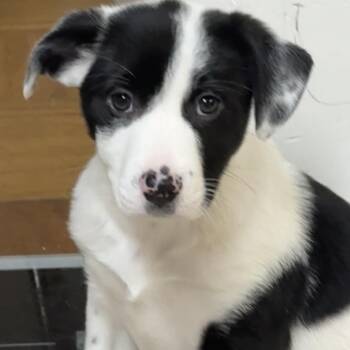 Border Collie and Terrier Dogs Available for Adoption - NY Daphne Avail Feb 14 (Tractor Supply Patterson) | PetCurious