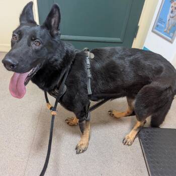 June -  German Shepherd Dog Dog for Adoption in Pasadena, California - June | PetCurious