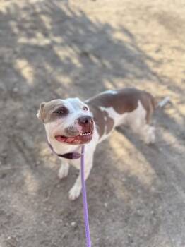 Cecelia -  Pit Bull Terrier Dog for Adoption in Santa Monica, California - Cecelia | PetCurious