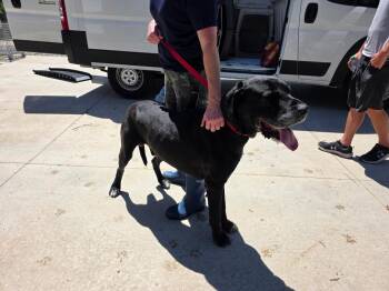 Maxdy -  Great Dane and Mastiff Dog for Adoption in Angola, Indiana - Maxdy | PetCurious