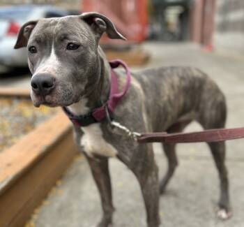 Rescue Mixed Breed Dogs for Adoption in New York, New York - Blair | PetCurious