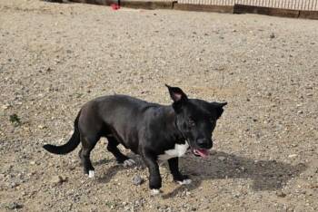 Rescue Pit Bull Terrier Dogs for Adoption in Silver Springs, Nevada - Pantera | PetCurious