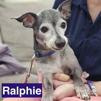 Ralphie -  Chihuahua Dog for Adoption in Charlotte, North Carolina - Ralphie | PetCurious