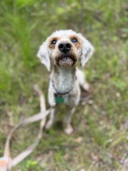 Pluto -  Goldendoodle Dog for Adoption in Medford Lakes, New Jersey - Pluto | PetCurious