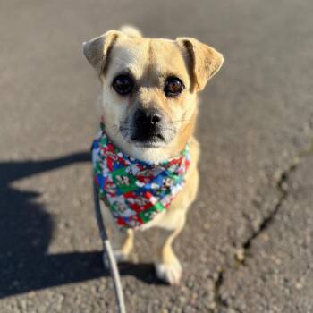 Gambit C -  Chihuahua and Pug Dog for Adoption in Newberg, Oregon - Gambit C | PetCurious