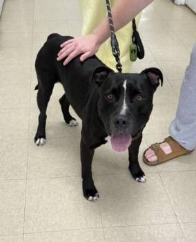 Pit Bull Terrier Dogs Available for Adoption in Killeen, Texas - MARTIN | PetCurious