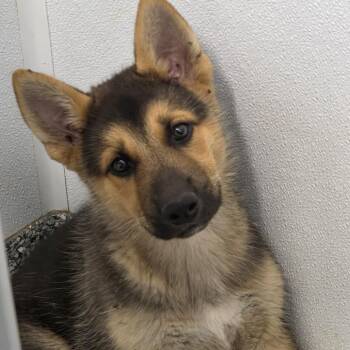 Amigo Green Collar -  German Shepherd Dog and Husky Dog for Adoption in Kingman, Kansas - Amigo Green Collar | PetCurious