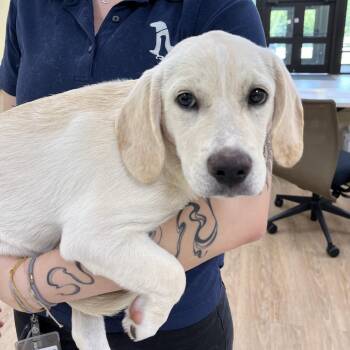 SVAS-Stray-38825 -  Yellow Labrador Retriever Dog for Adoption in Lyndhurst, Virginia - SVAS-Stray-38825 | PetCurious