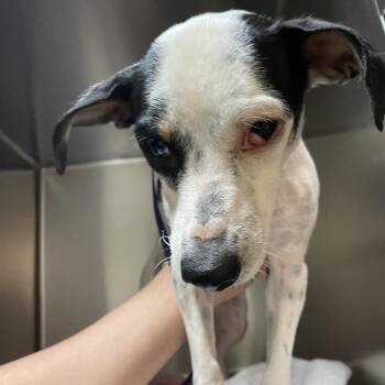 Terrier Dogs Available for Adoption in Pasadena, California - Dottie | PetCurious