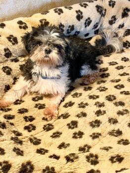 Ethel -  Pomeranian Dog for Adoption in Carson City, Nevada - Ethel | PetCurious