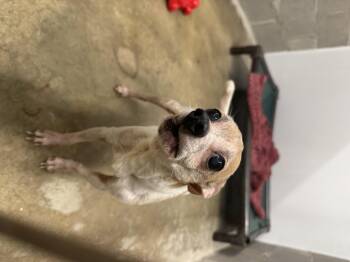 Chihuahua Dogs Available for Adoption in Salem, Ohio - Gumby | PetCurious