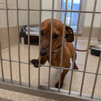 Dachshund Dogs Available for Adoption in League City, Texas - Canelo | PetCurious