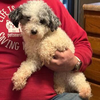 Poodle and Mixed Breed Dogs Available for Adoption - Priya | PetCurious