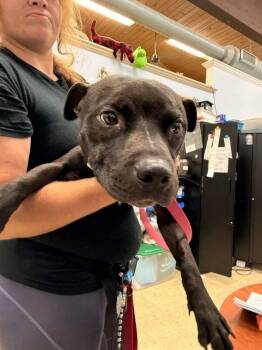 Tee Higgins -  Mixed Breed Dog for Adoption in Cincinnati, Ohio - Tee Higgins | PetCurious
