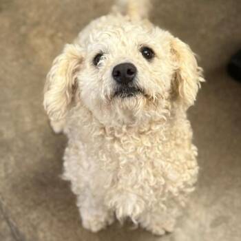 Poodle Dogs Available for Adoption in Stormville, New York - CT Lucy | PetCurious