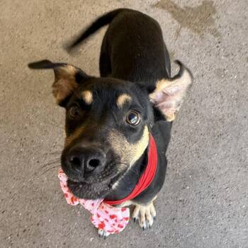 Uma -  Mixed Breed Dog for Adoption in Las Cruces, New Mexico - Uma | PetCurious