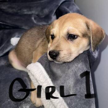 Pit Bull Terrier and Australian Cattle Dog Blue Heeler Dogs Available for Adoption in Weatherford, Texas - PUPPY GIRL 1 | PetCurious