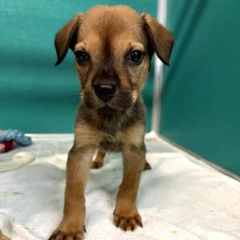 Shepherd Dogs Available for Adoption in San Antonio, Texas - Rufus | PetCurious