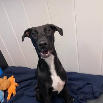 Priscilla -  Mixed Breed Dog for Adoption in Los Angeles, California - Priscilla | PetCurious