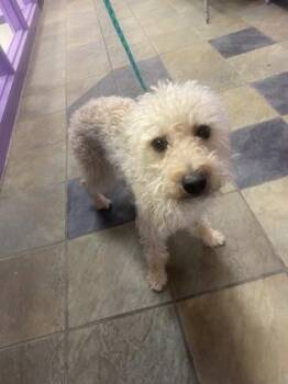 61261765 -  Miniature Poodle and Mixed Breed Dog for Adoption in El Paso, Texas - 61261765 | PetCurious