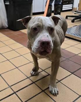 Libby -  Fox Terrier and Mixed Breed Dog for Adoption in Gainesville, Florida - Libby | PetCurious