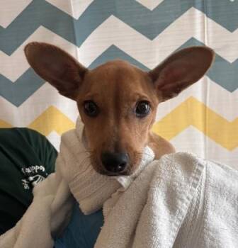Luka -  Dachshund and Terrier Dog for Adoption in Honolulu, Hawaii - Luka | PetCurious