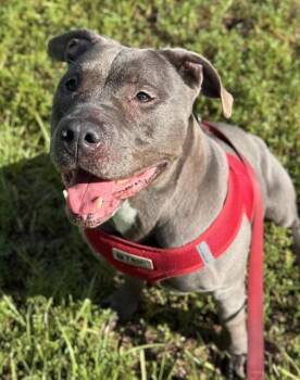Rescue American Staffordshire Terrier Dogs for Adoption in Fort Lauderdale, Florida - BABE | PetCurious