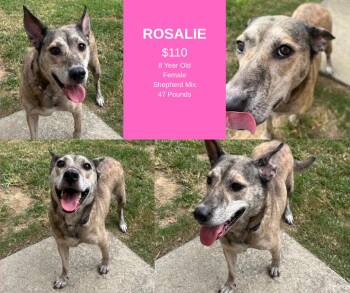 Rescue Shepherd Dogs for Adoption in Decatur, Alabama - Rosalie | PetCurious