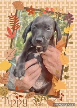 Rescue Catahoula Leopard Dog Dogs for Adoption in Manchester, Connecticut - Tippy | PetCurious