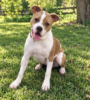 Waldo -  Boxer Dog for Adoption in Maryville, Tennessee - Waldo | PetCurious