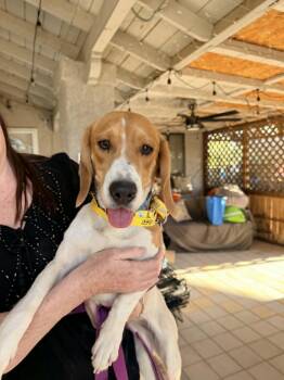 Beagle Dogs Available for Adoption in Las Vegas, Nevada - Ember | PetCurious