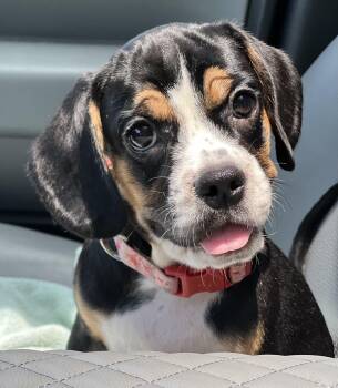Betty -  Mixed Breed Dog for Adoption in Mount Pleasant, South Carolina - Betty | PetCurious