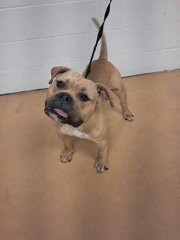 TEETER -  American Bulldog and Mixed Breed Dog for Adoption in Minneapolis, Minnesota - TEETER | PetCurious