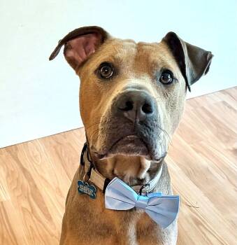Scooby Two - Good with cats and dogs -  Boxer and American Bulldog Dog for Adoption in Andover, Massachusetts - Scooby Two - Good With Cats And Dogs | PetCurious
