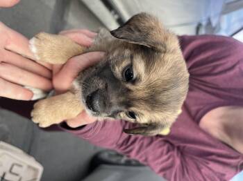 Chihuahua Dogs Available for Adoption in Wasilla, Alaska - Chi Pup #4 | PetCurious