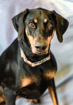 Doberman Pinscher Dogs Available for Adoption in Dothan, Alabama - Marley | PetCurious