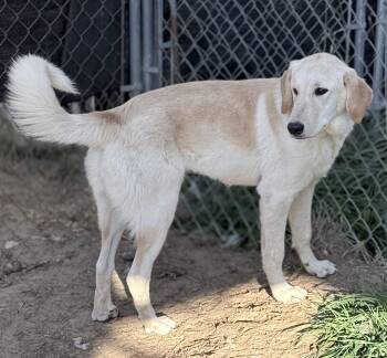 Thelma -  Golden Retriever and Great Pyrenees Dog for Adoption in South Saint Paul, Minnesota - Thelma | PetCurious