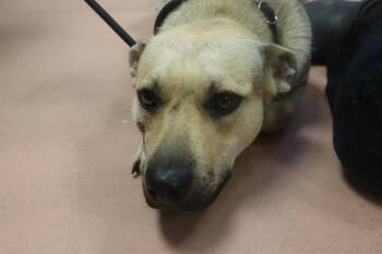 Rescue Mixed Breed Dogs for Adoption in Columbia, South Carolina - SUNSHINE | PetCurious