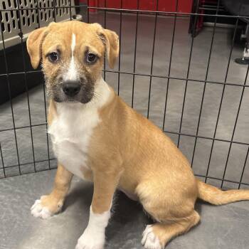 Boxer and Terrier Dogs Available for Adoption - Samba | PetCurious