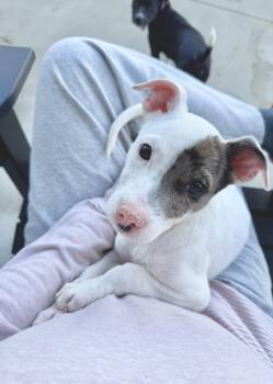 Frankie -  Mixed Breed Dog for Adoption in Cedarburg, Wisconsin - Frankie | PetCurious