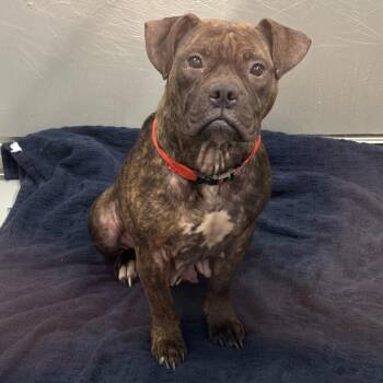 Pixel -  Mixed Breed Dog for Adoption in Allentown, Pennsylvania - Pixel | PetCurious